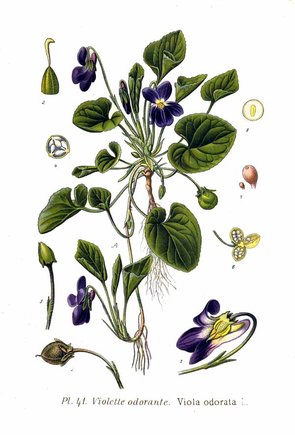 Violet Absolute Essential Oil - 100% Pure Viola Odorata - 5ml (1/6oz)