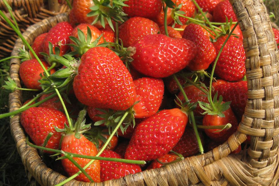 fraise Strawberry