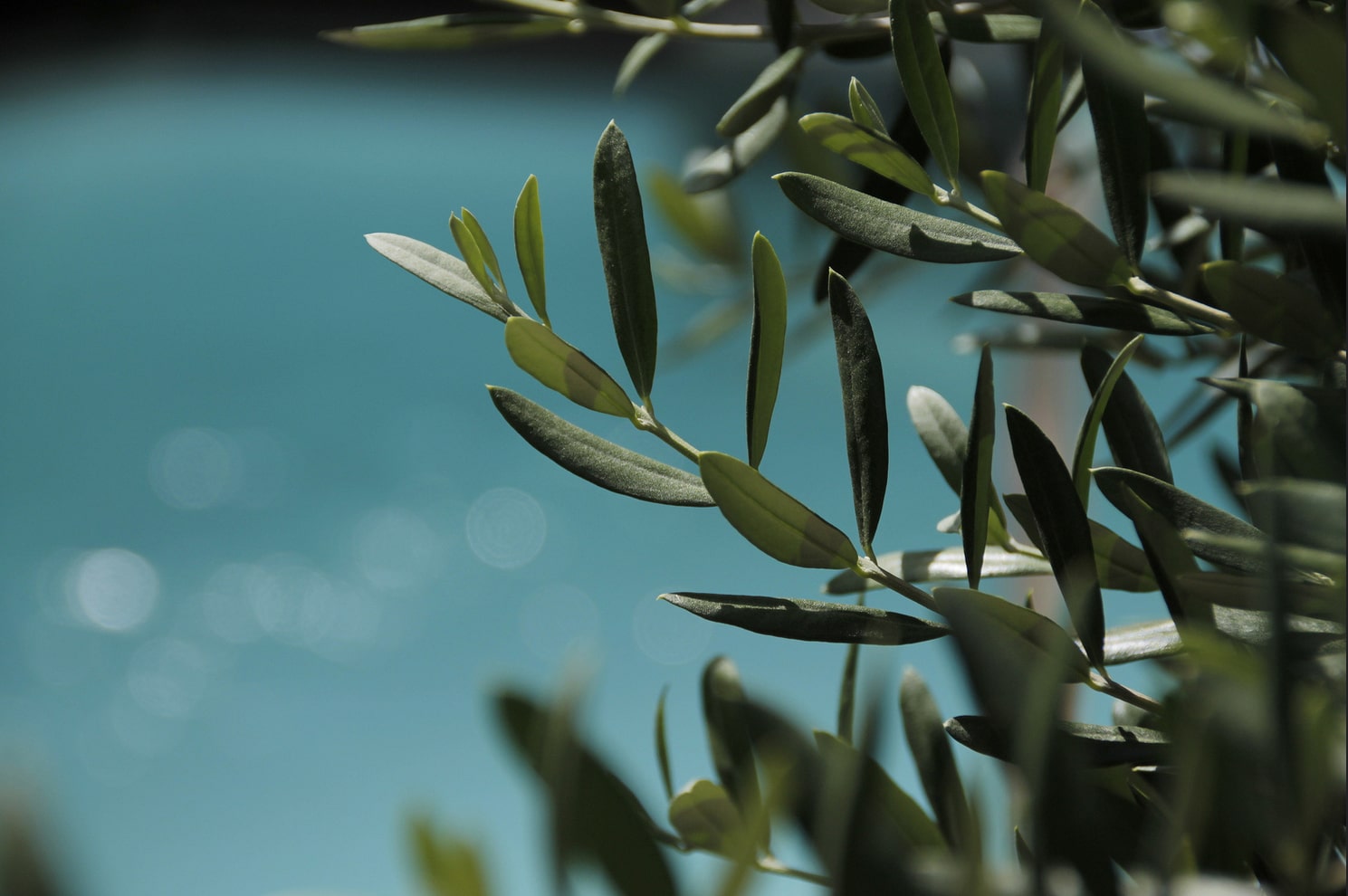 Olivier olive tree