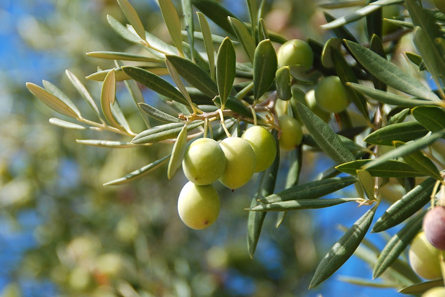 Olive vierge, virgin oilve