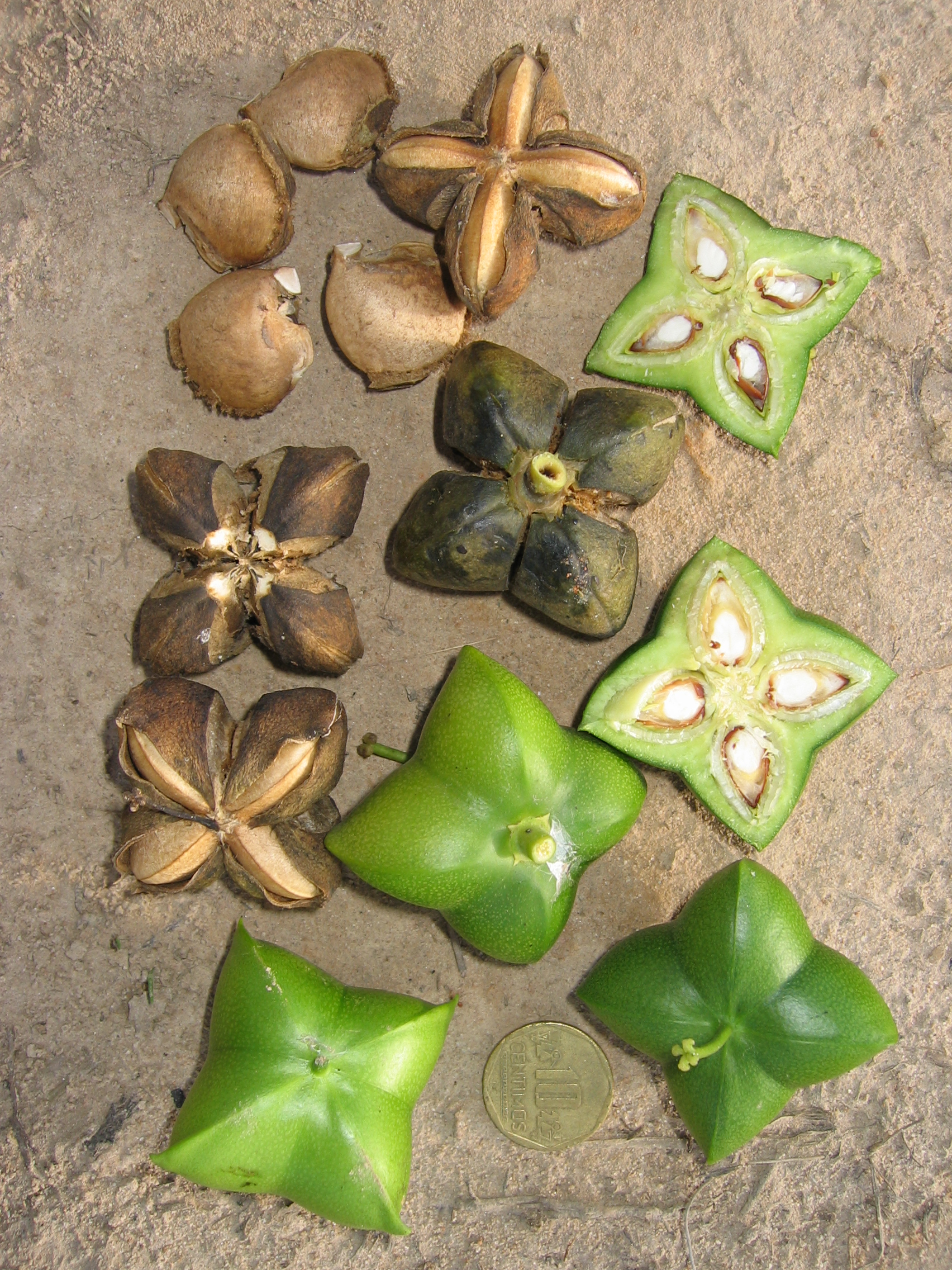 Huile végétale de Sacha Inchi : bienfaits et utilisations en