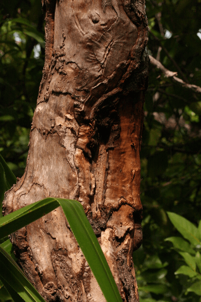 Cannelle Madagascar, cinnamon Ceylon