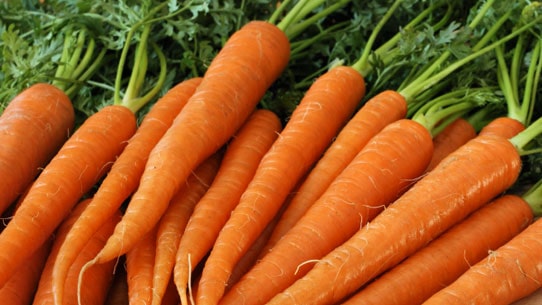 Carotte carrot