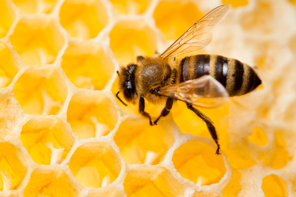 Cire d'abeille blanche en pastilles, 150g - Aroma Végétal