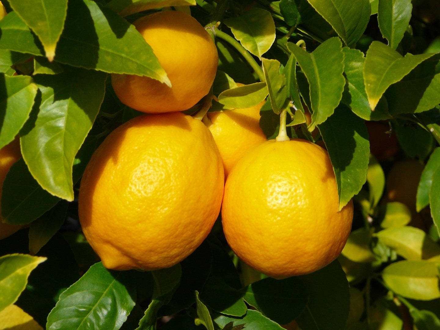 Citron jaune, yellow lemon