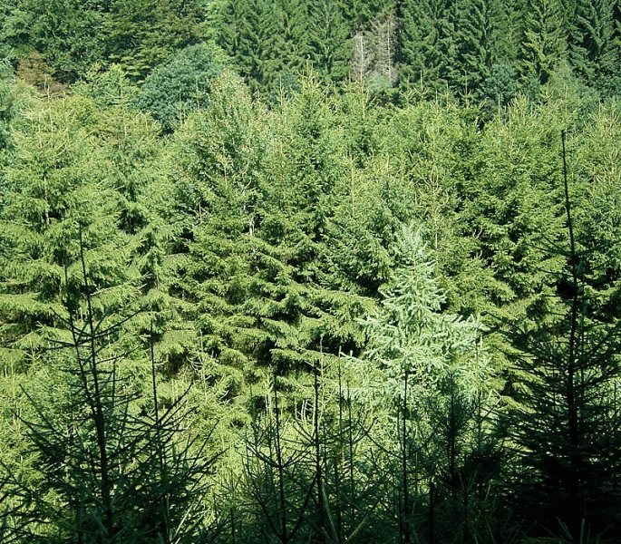 épinette de Norvège, Norway spruce