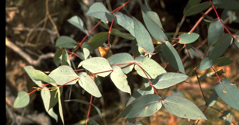 Eucalyptus dives