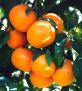 Mandarine rouge, red mandarin
