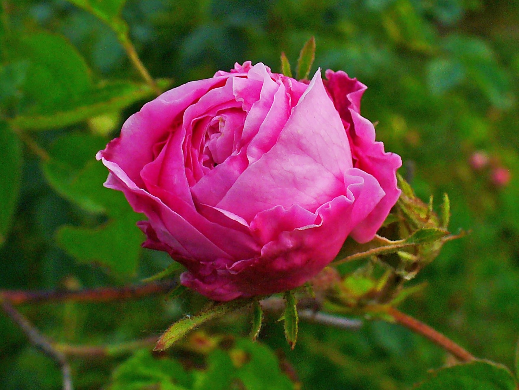 Rose, Rose centifolia