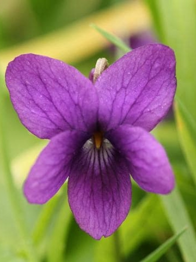 Violette violet