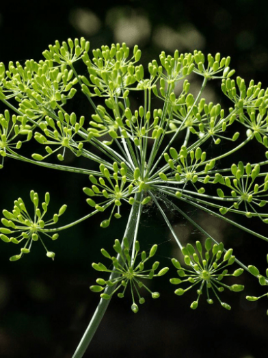 Aneth des Indes, indian dill