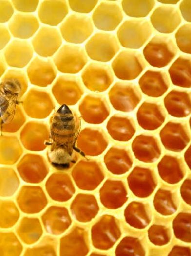cire d'abeille beewax