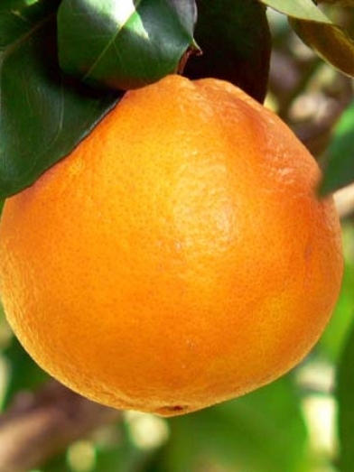 Orange douce, sweet orange